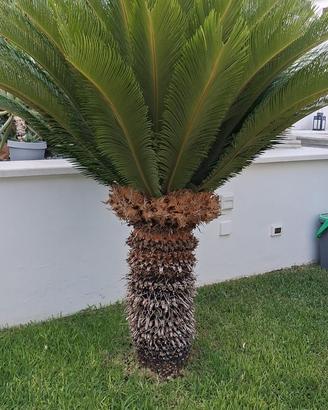 N. 3 CYCAS REVOLUTA adulte