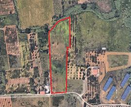 Terreno agricolo a Partinico, Cda Bosco Falconeria
