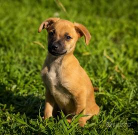 cuccioli maschi due mesi 