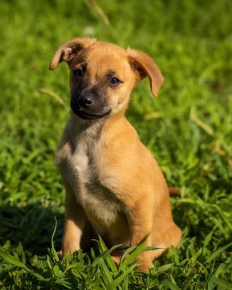 cuccioli maschi due mesi 