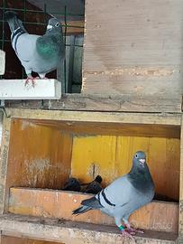 Colombi viaggiatori femmie