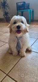 Maltipoo 