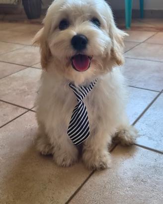 Maltipoo 