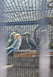 Inseparabili