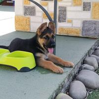 Cuccioli di pastore tedesco