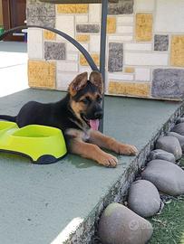 Cuccioli di pastore tedesco