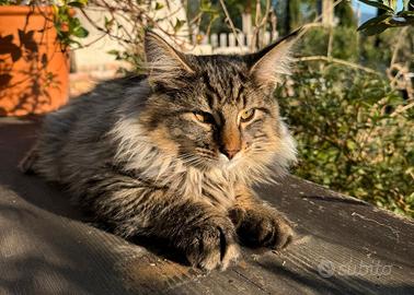 Cuccioli gatto norvegese