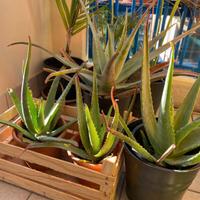 Aloe Bio