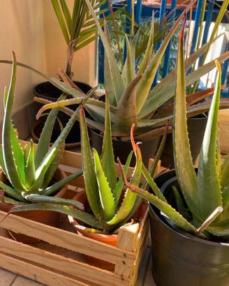 Aloe Bio