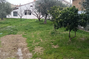 Terreno edificabile con oliveto