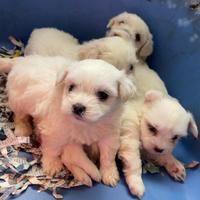 Cuccioli di maltese
