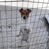 Jack russell terrier femmina adulta con pedigre