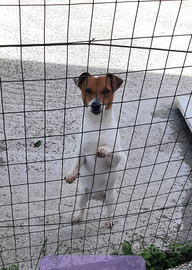 Jack russell terrier femmina adulta con pedigre