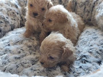 Barboncini nano / toy