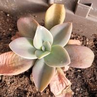 echeveria