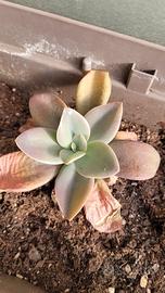 echeveria