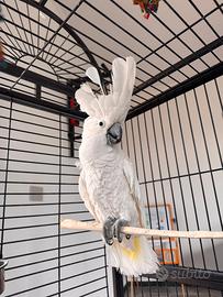 Cacatua Alba