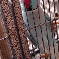 Parrocchetti dal collare