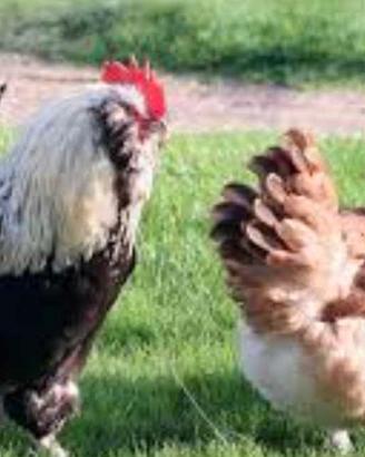 Gallo faverolls