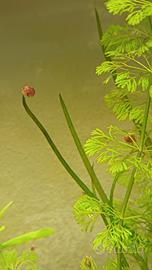 Planorbarius red