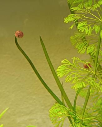 Planorbarius red