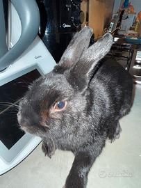 Coniglio nano nero