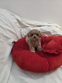MALTIPOO mini toy