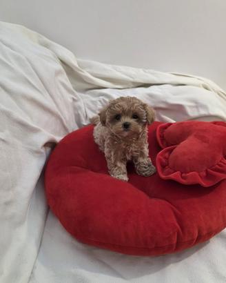 MALTIPOO mini toy