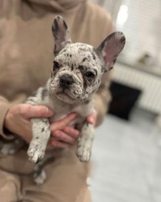 Cucciolo di bulldog francesi merle solo M