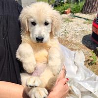 Golden retriever CUCCIOLO FEMMINA pedigree enci