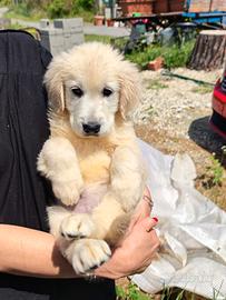 Golden retriever CUCCIOLO FEMMINA pedigree enci