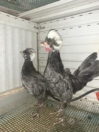 Galline ,olandese blu