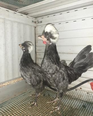Galline ,olandese blu
