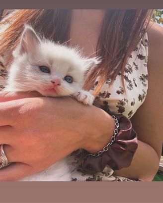 Gattini Ragdoll