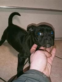 Staffordshire bull terrier