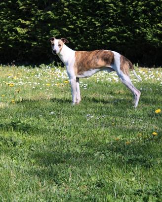 Whippet adulti in adozione