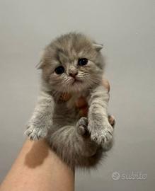Scottish fold 