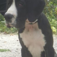 Alano mantel femmina