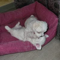 Cuccioli maltese toy libretto sanitario