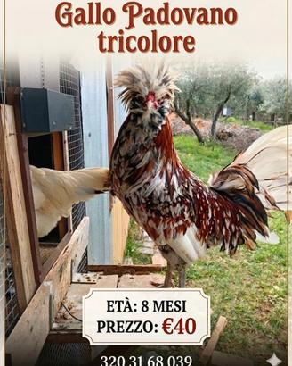 Gallo padovano tricolore