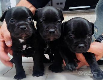 Staffordshire bull terrier