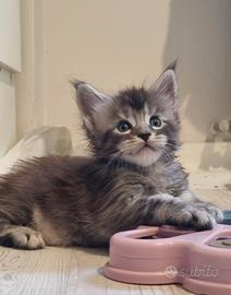 Cuccioli di Maine Coon