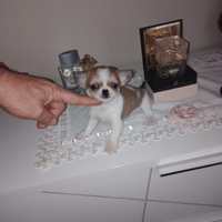 Chihuahua mini toy femmina bicolor