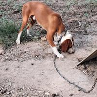 Cane Kosovac