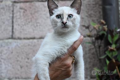 Gatto Siamese- cucciola Blue tortie Point