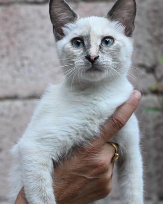 Gatto Siamese- cucciola Blue tortie Point