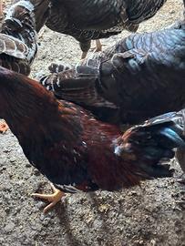 Galli per riproduzione