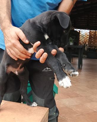 Border collie