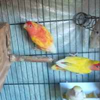 2 Inseparabili femmina da scambiare