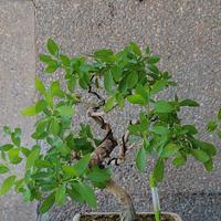 bonsai di Solanum shonin